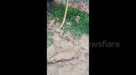 Cobra vomits up another cobra after being caught by snake rescuer in India