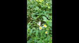 BUTTERFLY COLLECT HONEY FROM FLOWER / BUTTERFLY DRINK NECTAR FROM FLOWER