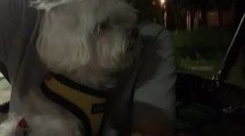 Swing puppy in the middle of the night walk Maltese