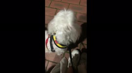 Puppy never understand