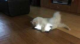 A cat that climbs high and jumps off to catch a mouse on a tablet screen.