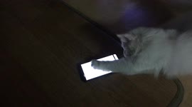 A cat that chases a mouse and is absorbed in it when it is heard on a smartphone screen.