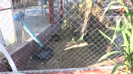 Peacock rejects peahen after attracting her attention