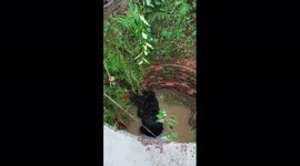 Officials in India help bear climb out of deep well