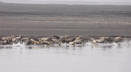 Colony of scared seals hurry into sea after drone hovers over them in 'no-fly zone'