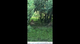Early Morning Game Drive - A Pride of Lions In The Mara Conservancy
