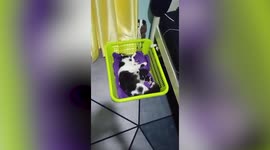 Jealous kitten squeezes inside basket to be with mom who recently gave birth