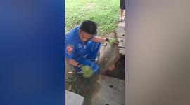 Rescuers saves cat found with its head is stuck in concrete manhole cover
