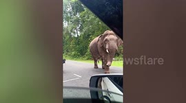 Huge wild elephant visits Buddhist shrine in Thai forest