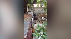 Talented finds snakes and chases them out of owner’s house without being bitten