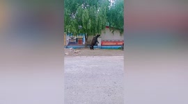 Dzo spotted standing on hind legs to eat tree leaves in China