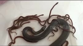 Pregnant water snake gives birth to 13 young babies just after rescue in India