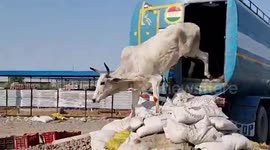 Cops foil bovine smuggling attempt in northern India
