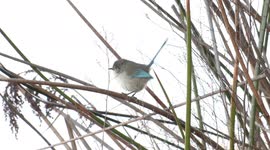 A truly Splendid Fairywren family at Bibra Lake.