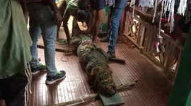 Huge crocodile strays onto local's porch before being relocated by Sri Lankan officials
