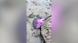 Mysterious gooey sea creature washes up on beach in Thailand