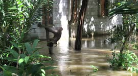 Chained coconut picking monkey clings to tree during flood in Thailand