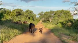 Adorable baby African buffalo gets curious about safari vehicle in South Africa