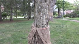 Invasive caterpillar species strips trees bare in Ontario, Canada