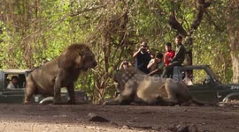 Tourists in India witness intense fight between two male lions