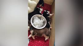 Pet owner pours blocks of ice into basin as air cooler hack for dogs