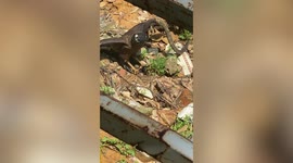 Hungry eagle hunts cobra outside woman’s house in Malaysia
