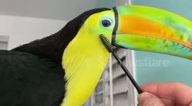 Beautiful, exotic toucan enjoys being groomed with mascara wand