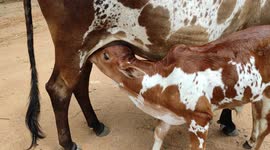 Animal a cute little claf beautiful drinking milk nice 4k footage