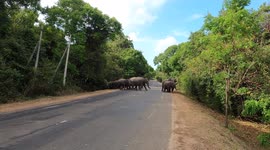 Herd of elephants spotted crossing street in Sri Lanka
