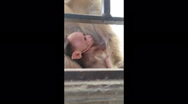 Animal a nice monkey and baby monkey drink mother monkey giving moment 4k footage