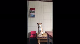 Funny moment sleepy dog nods off and falls from table