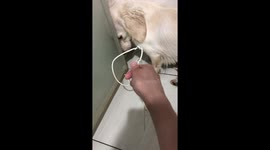 Dog feels sorry