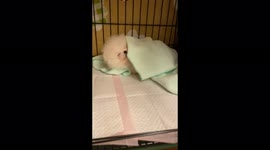 Puppy sleeping like a human in bed