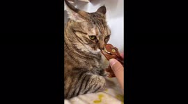 Wait for it! Cat loses patience with plastic dinosaur game