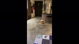 Dog shows funny walk ! Go catch a ball and comes backward!