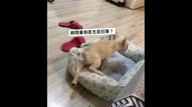 Dog sleeps only a few second and starts running again.