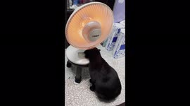 Clever cat can't live without electric heater
