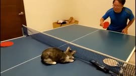 Amazing cat plays ping pong