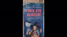 Huge Black Friendly Rooster Roaming Around Town