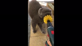 This cat is obsessed with owner's drill brush