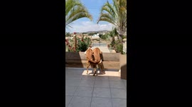 Two happy puppies dancing, wagging tails in the sunshine. Tails wagging in sync, super excited about what is behind the wall, but no idea what is behind the wall