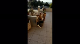 Puppies Meeting The Neighbours Dog. Neighbours Dogs Head Pops Up Briefly Before Disappearing