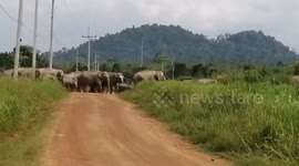 Herd of wild elephants cross road together with their young