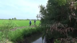 Covid-19 decimates family’s snake-catching job in Thailand
