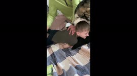 Malamute determined to prevent owner from slapping her son's bum