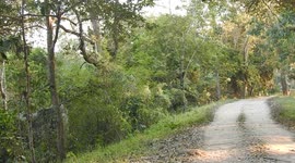 Musth Asian Elephant Crossing on Road