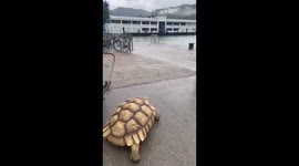 Walking in style with the giant turtle????????#MuiWo #Launtau #HongKong https://t.co/gIdG8eHcxc