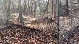 caged zoo wolf looking at me
