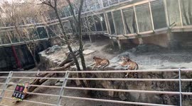 The scary siberian tiger is huge and amazing!