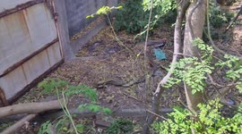 Record of rat snake intertwining with each other in south india tamilnadu